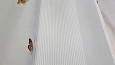 ���� Andrea Rossi Spectrum MAX 54365-4