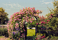 Фотообои Komar 8-936 Rose Garden
